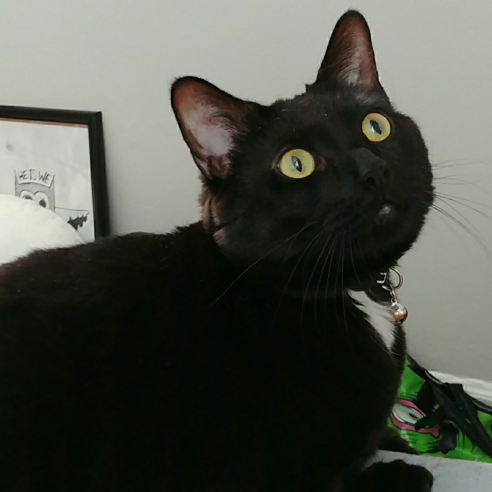 🐱 pet friendly closet 🐕